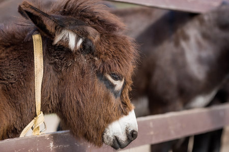 Livestock. A donkey in a pen. The concept of animal husbandry and rural life. A pet on a private eco-farm. Agricultural industry.の写真素材
