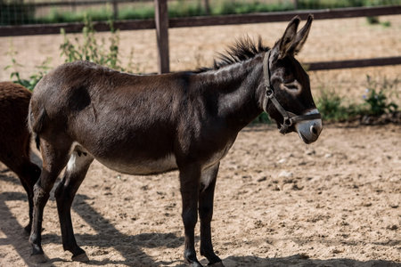 Livestock. A donkey in a pen. The concept of animal husbandry and rural life. A pet on a private...