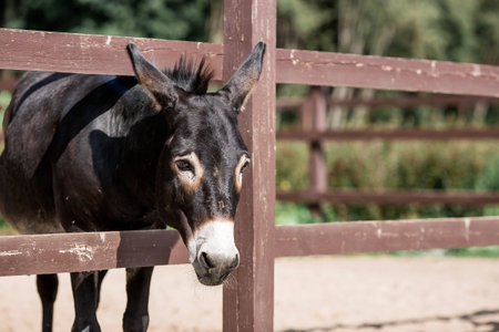 Livestock. A donkey in a pen. The concept of animal husbandry and rural life. A pet on a private eco-farm. Agricultural industry.の写真素材