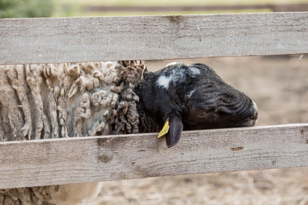 Livestock. A sheep in a pen. The concept of animal husbandry and rural life. A pet on a private...