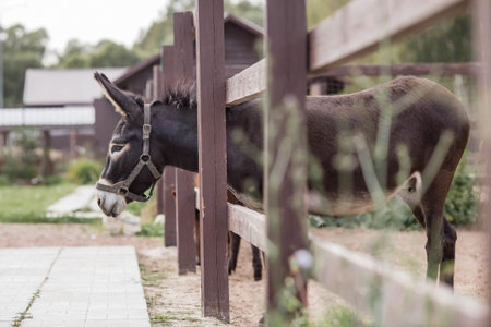 Livestock. A donkey in a pen. The concept of animal husbandry and rural life. A pet on a private...