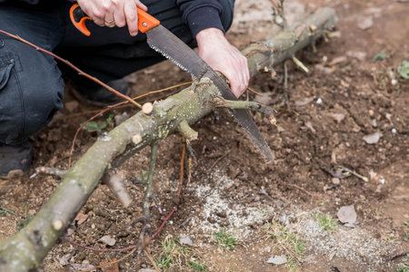 Pruning the branches of a fruit tree with a garden saw. A hand saw in the hands of a man. Close-up...