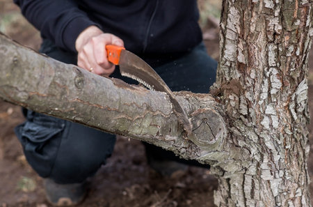 Pruning the branches of a fruit tree with a garden saw. A hand saw in the hands of a man. Close-up...