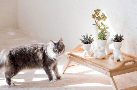 Caring for houseplants at home. Homemade flowers. Juicy. Cultivation of succulent plants.の写真素材