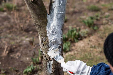Spring gardening. Whitewashing of fruit trees from insects and diseases. A tree trunk and a gardener's hand with a brush and whitewash, coloring an apple tree.の写真素材
