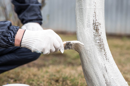 Spring gardening. Whitewashing of fruit trees from insects and diseases. A tree trunk and a gardener's hand with a brush and whitewash, coloring an apple tree.の写真素材
