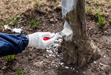 Spring gardening. Whitewashing of fruit trees from insects and diseases. A tree trunk and a gardener's hand with a brush and whitewash, coloring an apple tree.の写真素材
