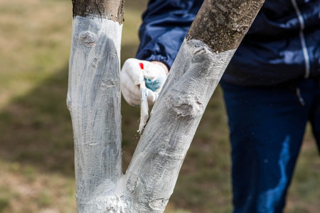 Spring gardening. Whitewashing of fruit trees from insects and diseases. A tree trunk and a...