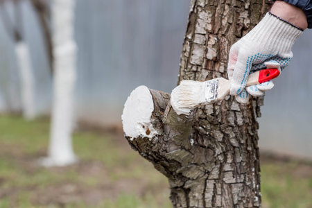 Spring gardening. Whitewashing of fruit trees from insects and diseases. A tree trunk and a...