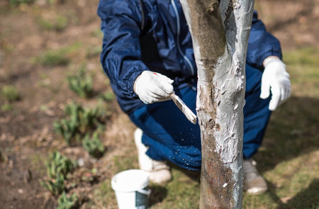 Spring gardening. Whitewashing of fruit trees from insects and diseases. A tree trunk and a gardener's hand with a brush and whitewash, coloring an apple tree.の写真素材