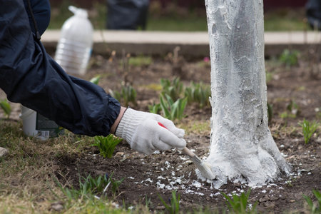 Spring gardening. Whitewashing of fruit trees from insects and diseases. A tree trunk and a gardener's hand with a brush and whitewash, coloring an apple tree.の写真素材