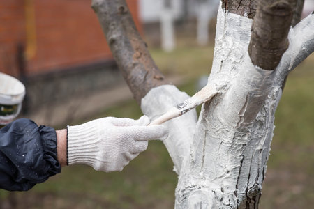Spring gardening. Whitewashing of fruit trees from insects and diseases. A tree trunk and a gardener's hand with a brush and whitewash, coloring an apple tree.の写真素材