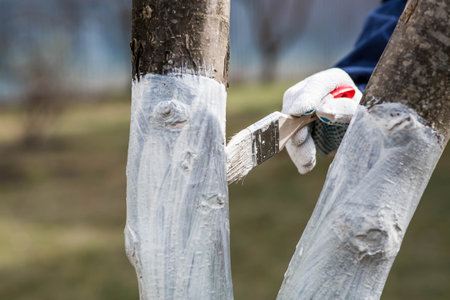 Spring gardening. Whitewashing of fruit trees from insects and diseases. A tree trunk and a gardener's hand with a brush and whitewash, coloring an apple tree.の写真素材