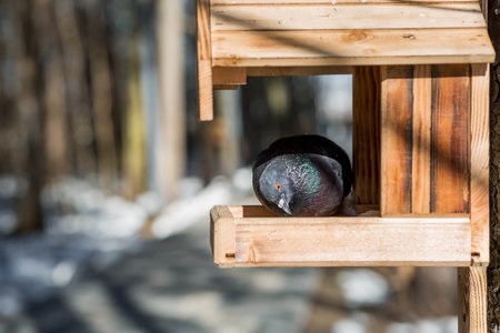 A park on a sunny day. Bird and animal feeders. A pigeon in a feeding through.の写真素材