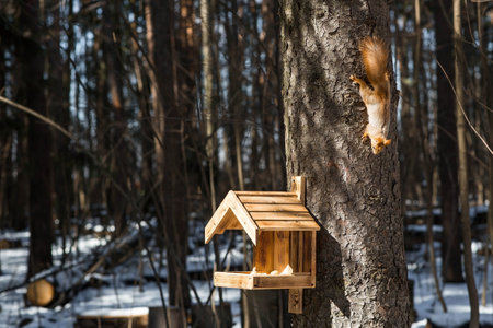A beautiful red squirrel in spring at a wooden feeder. Feeding animals in early spring. Beautiful diffused sunlight.の写真素材