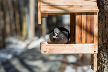 A park on a sunny day. Bird and animal feeders. A pigeon in a feeding through. Caring and care. Ornithology.の写真素材