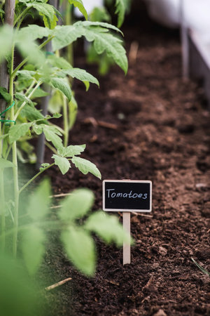 A sign with the description tomatoes. Tomato seedlings are planted in the ground. The concept of...