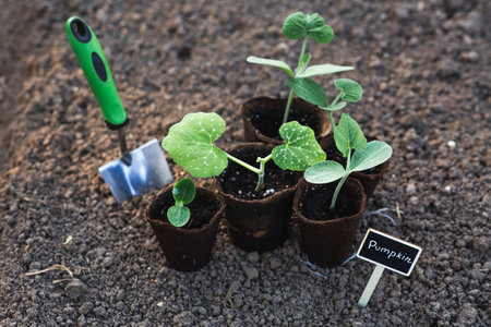 The shoulder blade and pumpkin seedlings are planted in the ground. The concept of spring planting of vegetables and farming. A sign with the inscription pumpkin.の写真素材