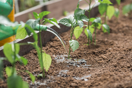 An elderly woman with a watering can water the ground before planting a plant. Seedlings are planted...