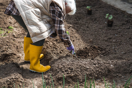 A woman's hands in gardening gloves hold a young plant in the ground. Pumpkin and squash seedlings are planted in the ground. The concept of spring planting of vegetables and agriculture.の写真素材
