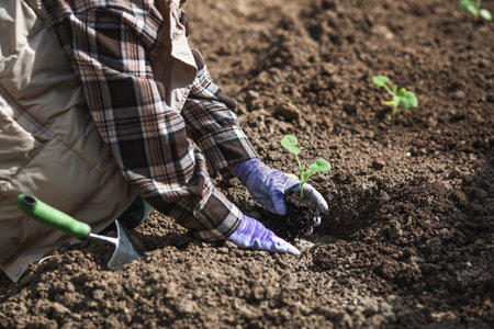 A woman's hands in gardening gloves hold a young plant in the ground. Pumpkin and squash seedlings are planted in the ground. The concept of spring planting of vegetables and agriculture.の写真素材
