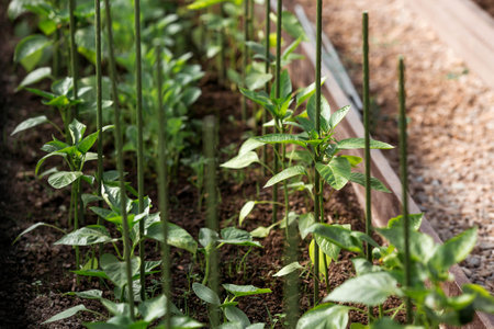 Bell pepper seedlings grow in the ground in a greenhouse. The concept of spring planting of vegetables and farming.の写真素材