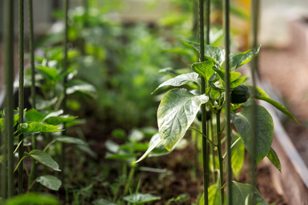 Bell pepper seedlings grow in the ground in a greenhouse. The concept of spring planting of vegetables and farming.の写真素材