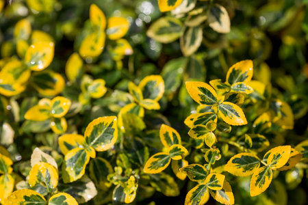 The background image is green. Natural, environmentally friendly natural background. The texture of the green leaves of the shrub beresklet (Euonimus).の写真素材