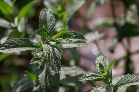 Close-up of green mint leaves. Leaves with noticeable veins and texture. Mint, lemon balm grows in the garden.の写真素材