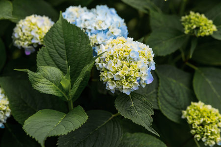 Hydrangea macrophylla (Hydrangea macrophylla). Summer background with flowers. Beautiful landscape...