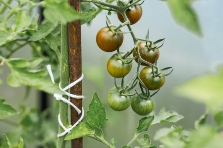 Tomato seedlings are grown in the ground on raised beds in a greenhouse. Green tomatoes on branches....