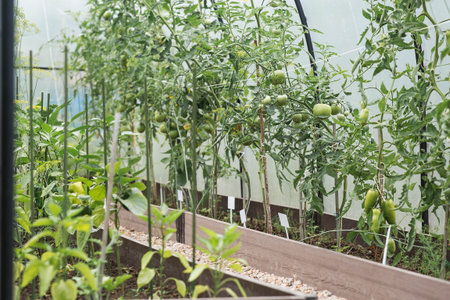 Tomato seedlings are grown in the ground on raised beds in a greenhouse. Green tomatoes on branches....