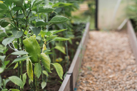 Bell pepper seedlings grow in the ground in a greenhouse. The concept of spring planting of...