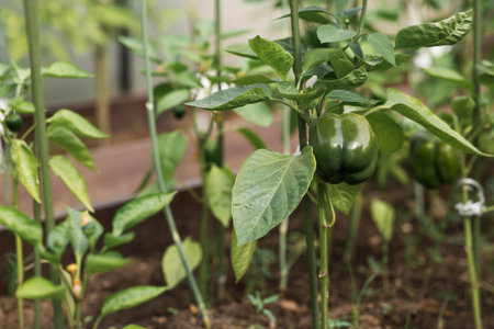 Bell pepper seedlings grow in the ground in a greenhouse. The concept of spring planting of...