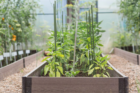 Bell pepper seedlings grow in the ground in a greenhouse. The concept of spring planting of...