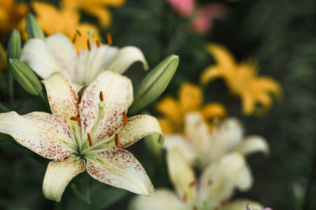 A beautiful yellow garden Asian lily on a sunny day.