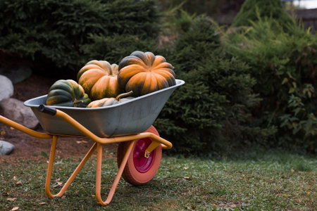Autumn pumpkin background. A rich harvest of melon pumpkins in a garden wheelbarrow. The concept of...