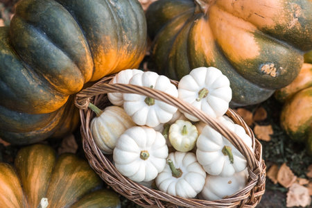 Autumn pumpkin background. White pumpkins in a wicker basket. A rich harvest. The concept of a...