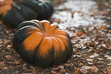 Autumn pumpkin background. A rich harvest of melons. The concept of a Halloween or Thanksgiving...