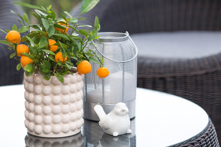 Mandarin tree with fruits in the interior of a cozy terrace or patio. Citrus and indoor plants. Home landscaping concept. Citrus plants for the interior.の写真素材