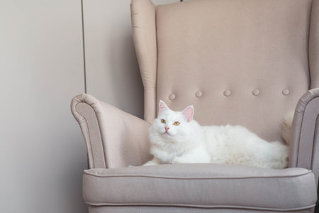 A young white fluffy cat is sitting on a beige armchair in the living room. Pet care.の写真素材