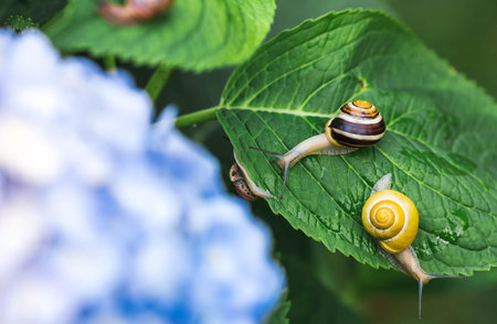 Grape snail (Helix pomatia) on a flowering hydrangea. An edible snail. A terrestrial gastropod mollusk of the Helicidae family.の写真素材