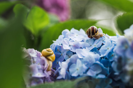 Grape snail (Helix pomatia) on a flowering hydrangea. An edible snail. A terrestrial gastropod...