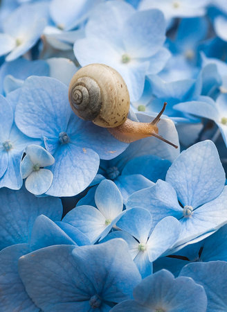 Grape snail (Helix pomatia) on a flowering hydrangea. An edible snail. A terrestrial gastropod mollusk of the Helicidae family.の写真素材