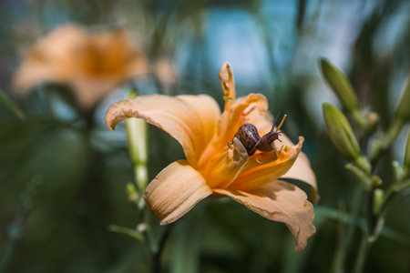 Grape snail (Helix pomatia) on garden flowers. Edible snail. Terrestrial gastropod mollusk of the Helicidae family.の写真素材