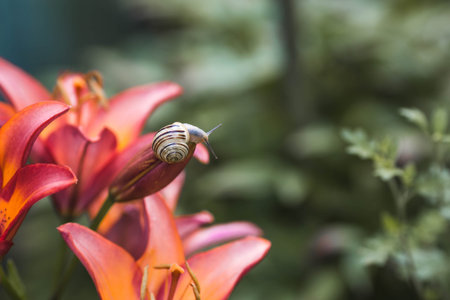 Grape snail (Helix pomatia) on garden flowers. Edible snail. Terrestrial gastropod mollusk of the Helicidae family.の写真素材
