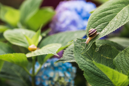 Grape snail (Helix pomatia) on a flowering hydrangea. An edible snail. A terrestrial gastropod...