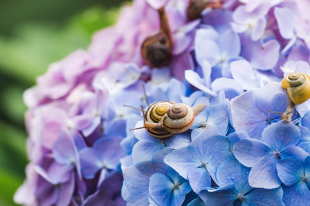 Grape snail (Helix pomatia) on a flowering hydrangea. An edible snail. A terrestrial gastropod...