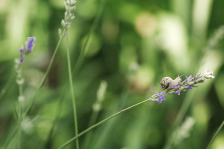 Grape snail (Helix pomatia) on garden flowers. Edible snail. Terrestrial gastropod mollusk of the Helicidae family.の写真素材