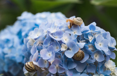 Grape snail (Helix pomatia) on a flowering hydrangea. An edible snail. A terrestrial gastropod...